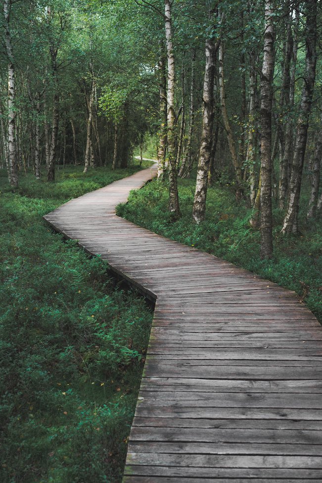 Cover photo of winding path boardwalk through wooded area